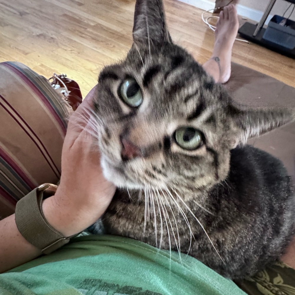 Meet your Posher, Tee